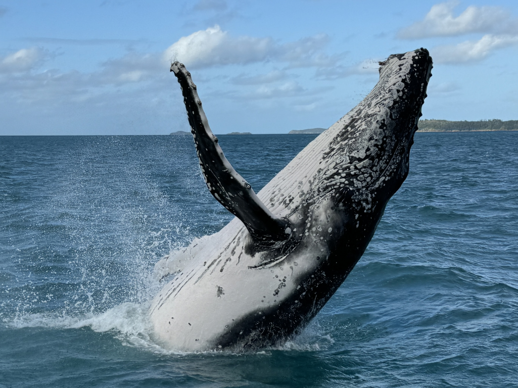 Sail Queensland